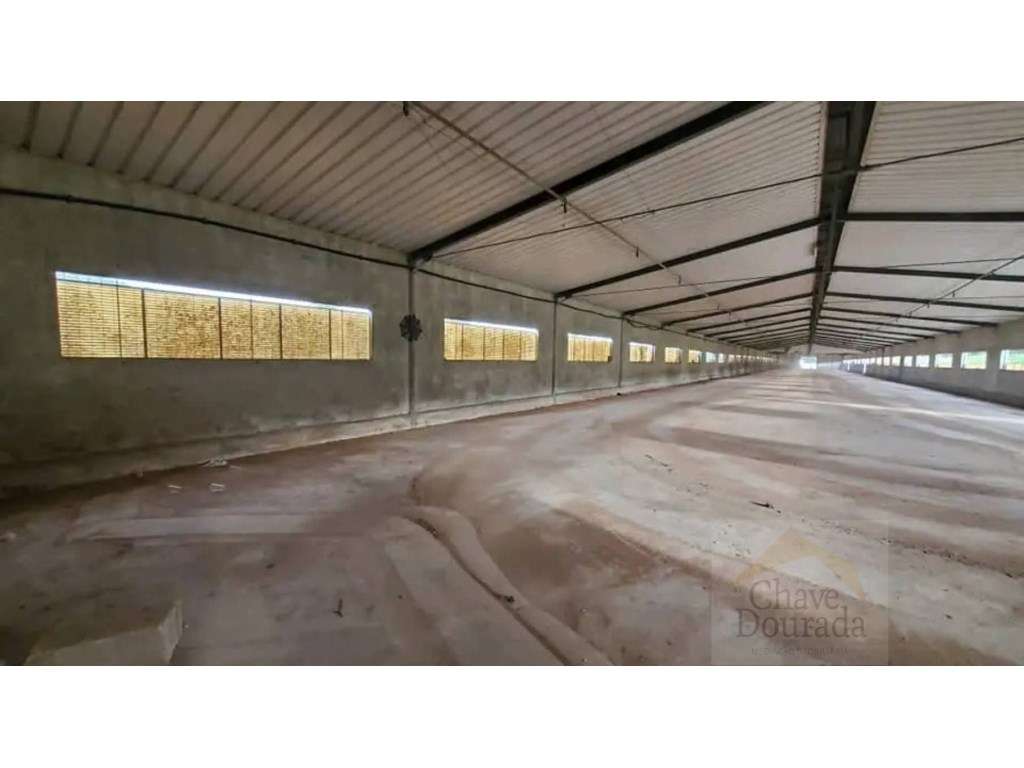 Armazém agrícola arrenda-se com1350m2, em Almalaguês - Grande imagem: 5/7