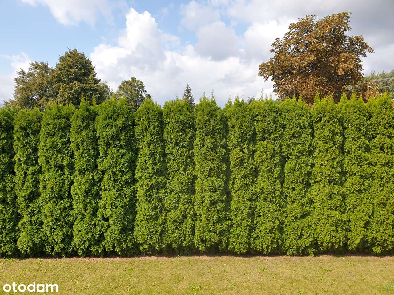 Wygodny dom z dużym terenem w Kampinosie-16