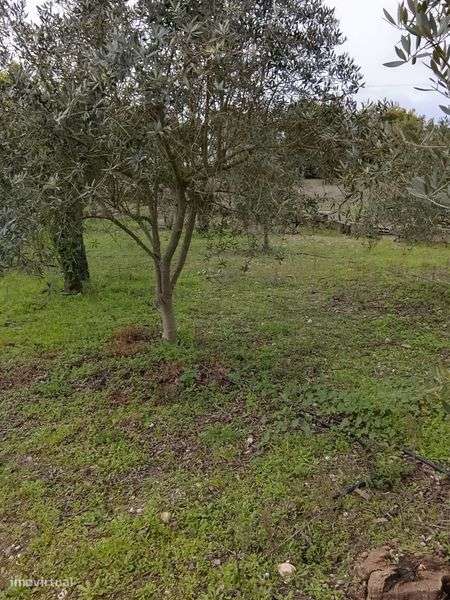 Terreno Gloria do Ribatejo e Granho - Grande imagem: 5/8