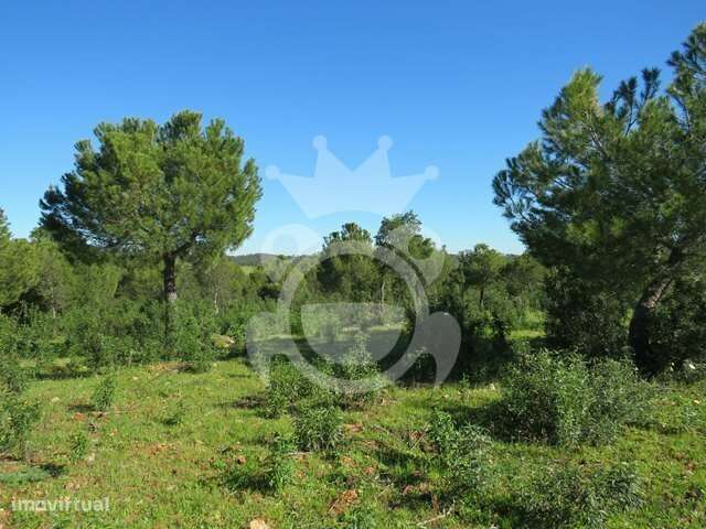 Terreno rústico com pinhal 8ha - Grande imagem: 5/8
