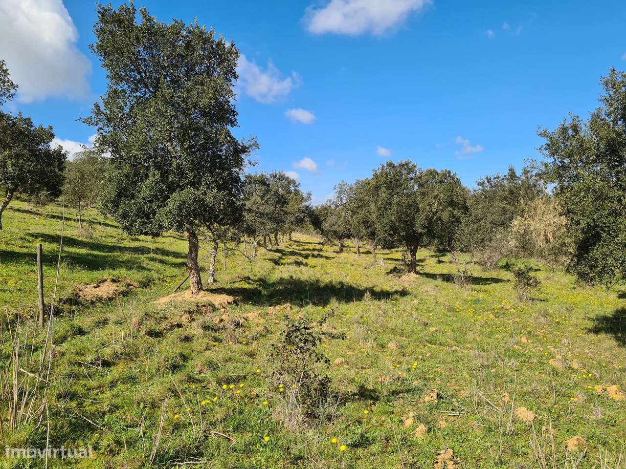 Herdade de 60,7 hectares a poucos minutos de Aljustrel - Grande imagem: 3/24