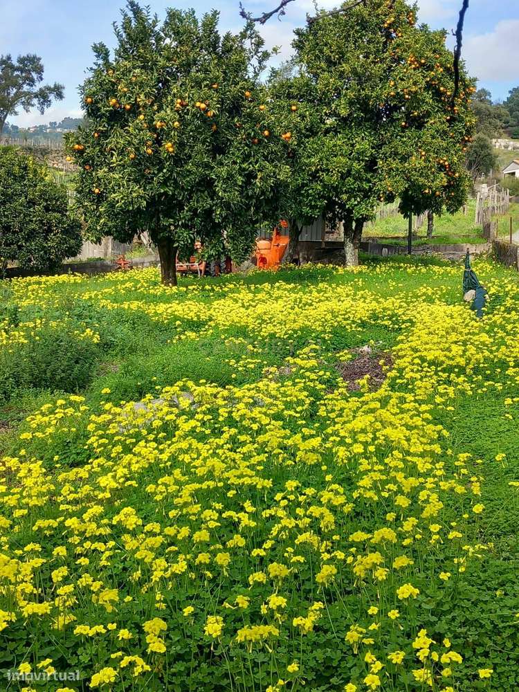 Quintinha - São Tomé de Covelas, Baião-3