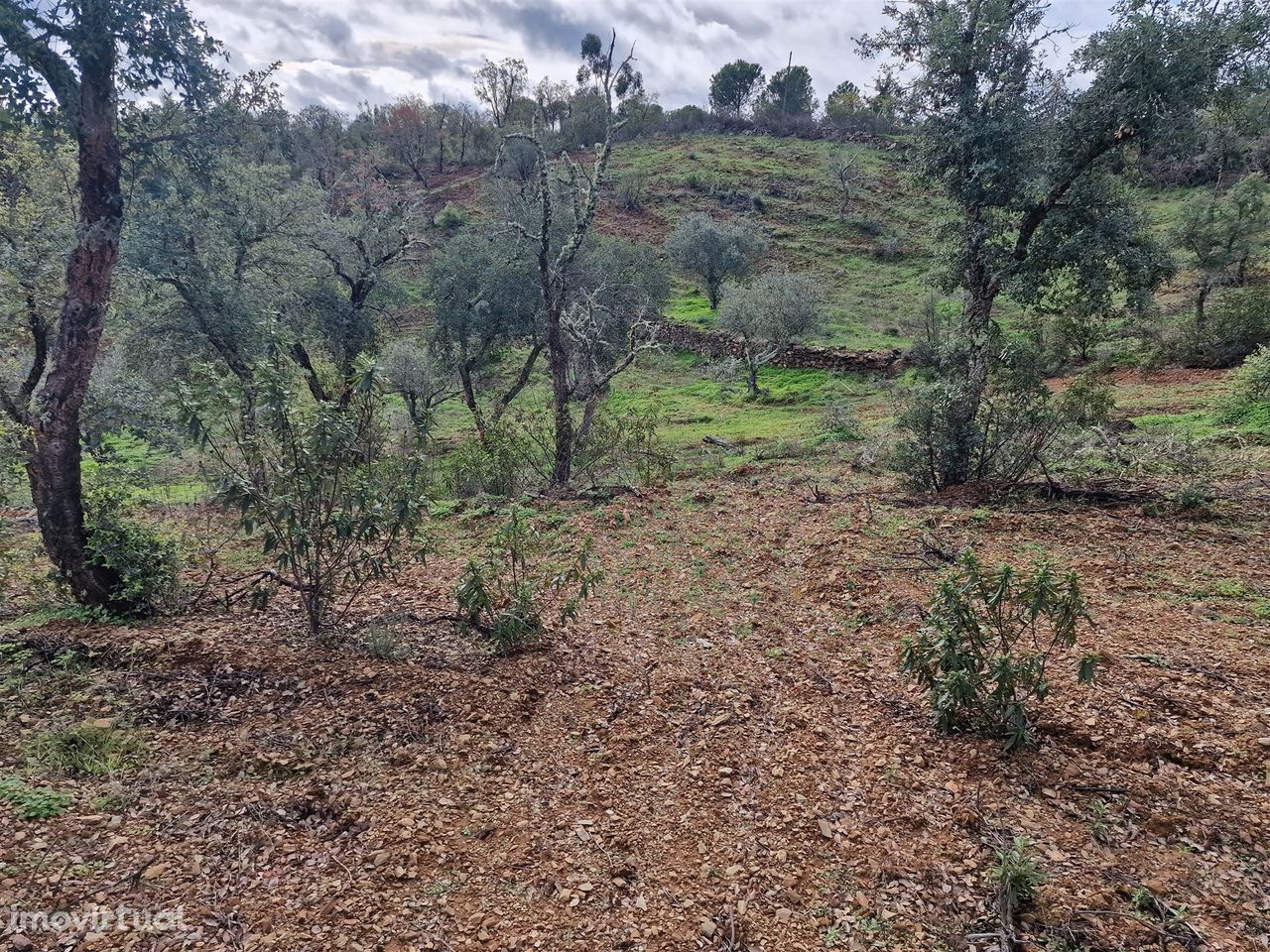 Terreno  Venda em Santa Cruz,Almodôvar