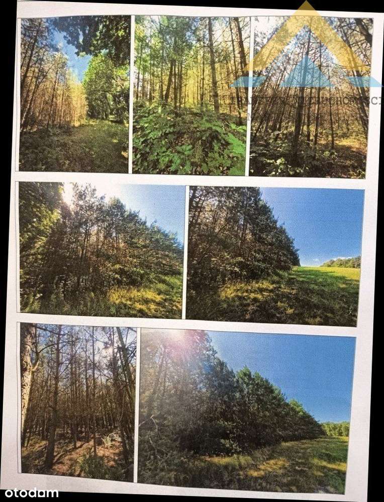 Działka leśna w Chłopowie 3,24 ha , 230 tys.!-9