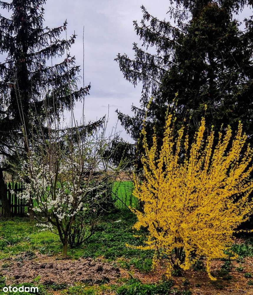 Spokojne miejsce pod agroturystykę-7