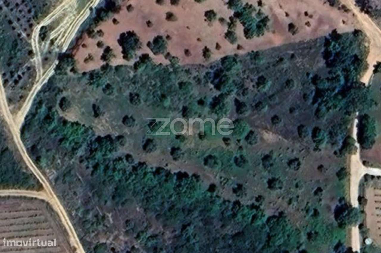 Pinhal - Grande imagem: 3/7