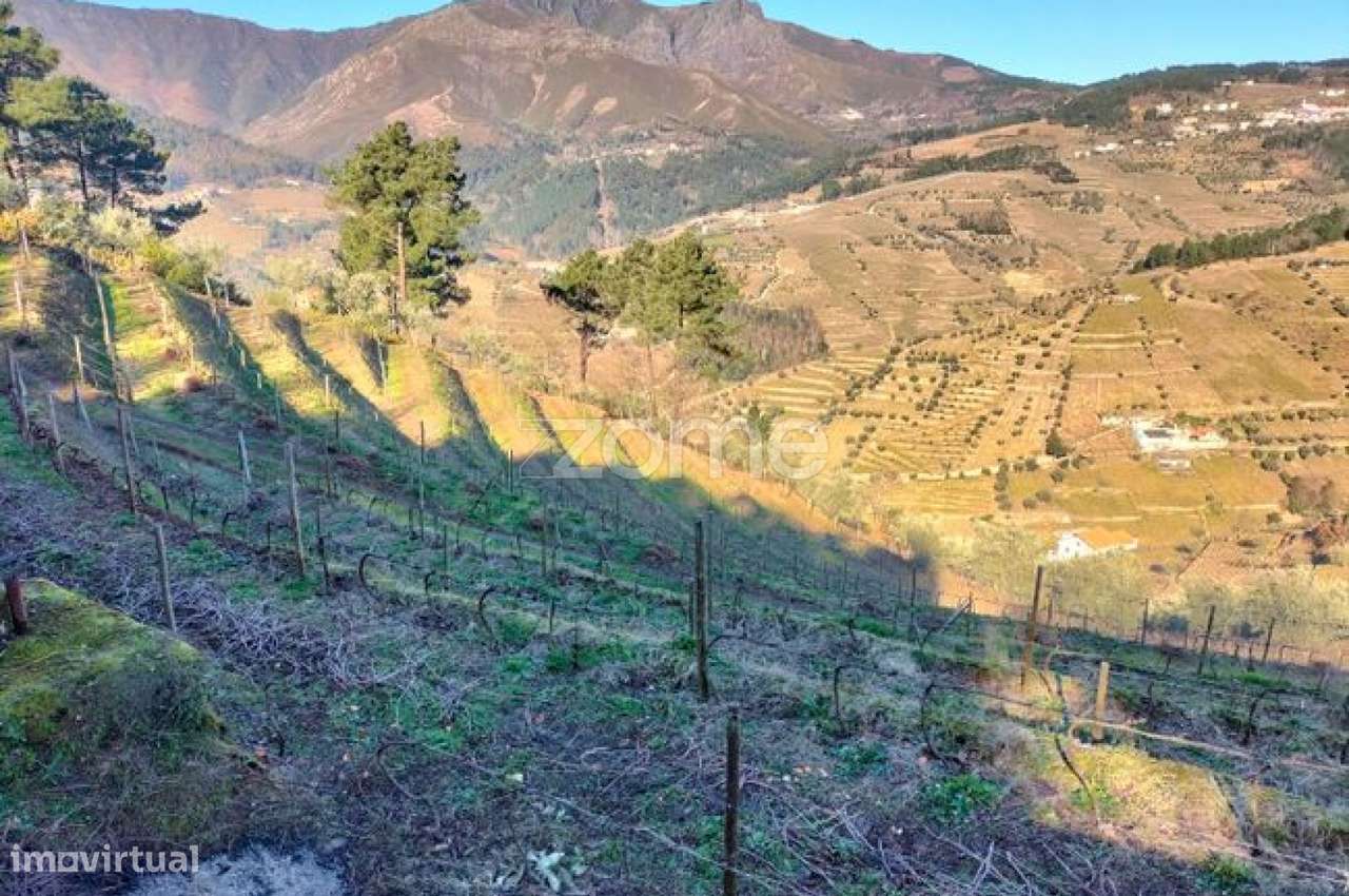 Terreno com 9617m2 distribuidos por Vinha, olival e souto em Vinhós - Grande imagem: 3/5