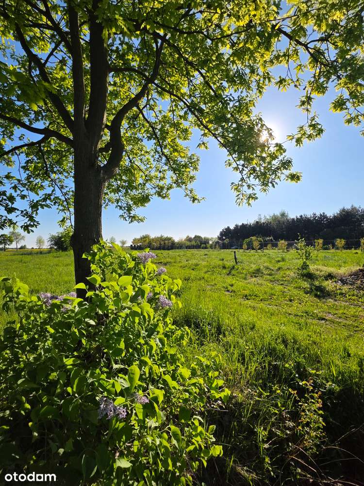 Działka budowlana z mediami - blisko Wschowy i Głogowa! - Pełny obrazek: 4/8