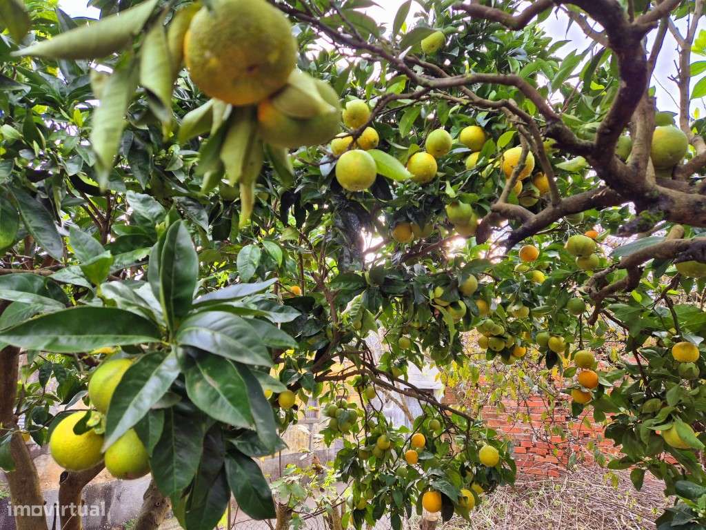 Terreno-Urbano-Maiorca-Figueira-da-Foz - Grande imagem: 4/24