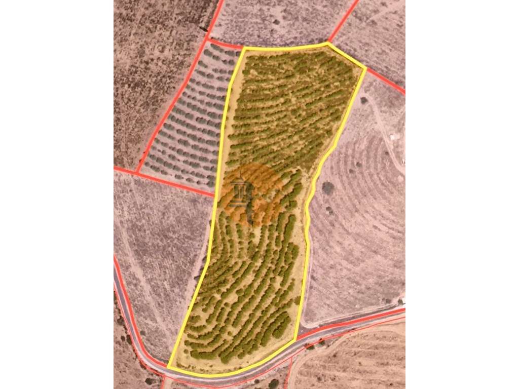 TERRENO COM 16.000 M2 - PLANO - ELETRICIDADE - TORNEIRO EM ALCOUTIM... - Grande imagem: 2/33