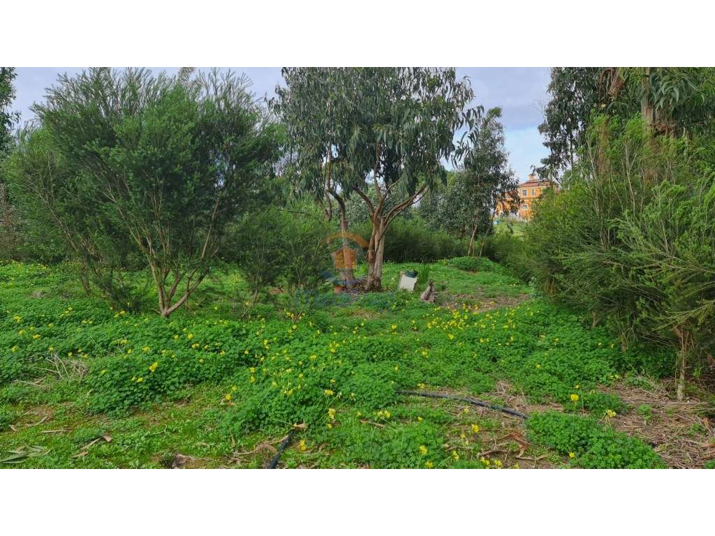 Terreno agrícola 2.000 m2 | A dos Cunhados, Torres Vedras - Grande imagem: 3/7
