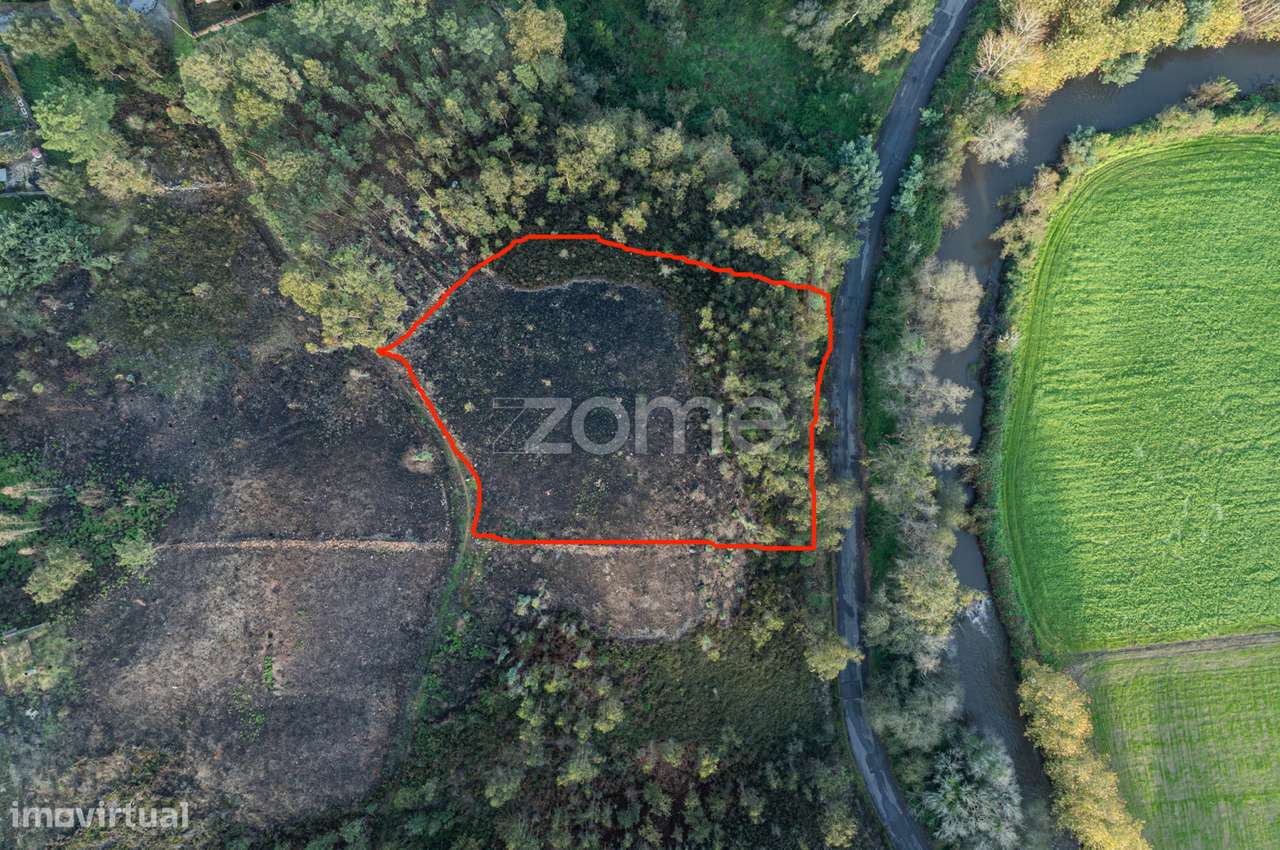 Terreno Florestal - Grande imagem: 3/16