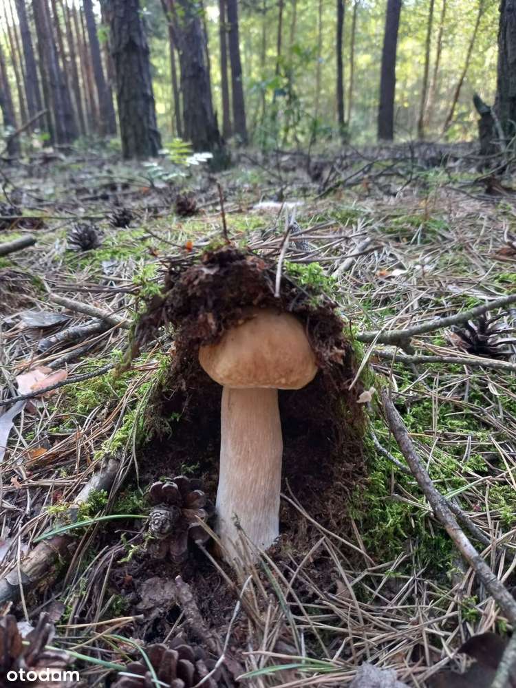 działka - Pełny obrazek: 5/12