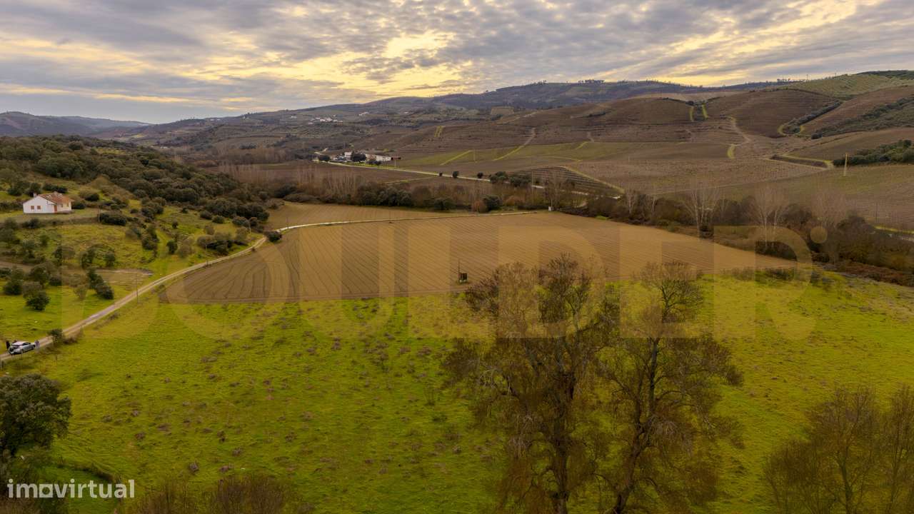 Quinta do Arieiro - Cedovim | Vila Nova de Foz Côa | Douro Superior-30