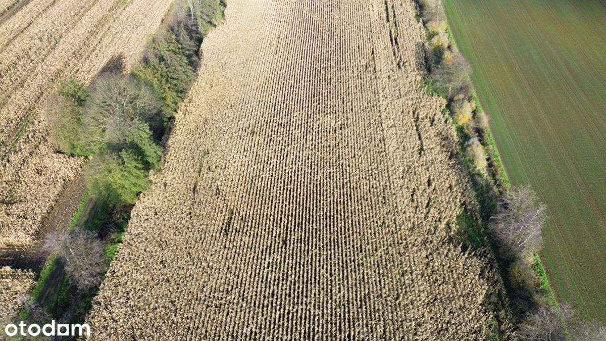 3195m2*3058m2*12minut do Torunia-11