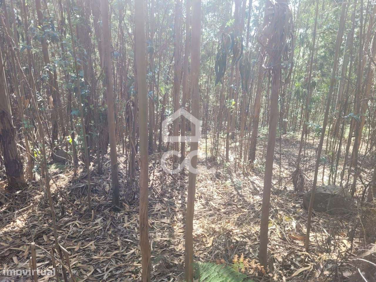 Bouça na União de Freguesias de Conde e Gandarela - Grande imagem: 5/6