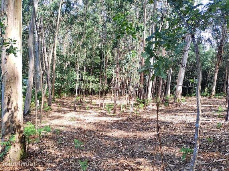 Vende-se terreno em Sabadim (Arcos de Valdevez - Viana do Castelo) - Grande imagem: 5/7