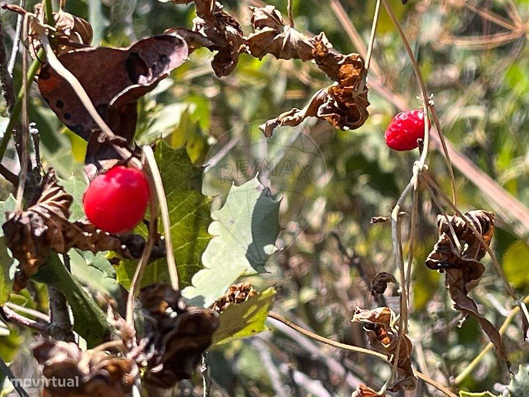 Terreno  para venda - Grande imagem: 4/20