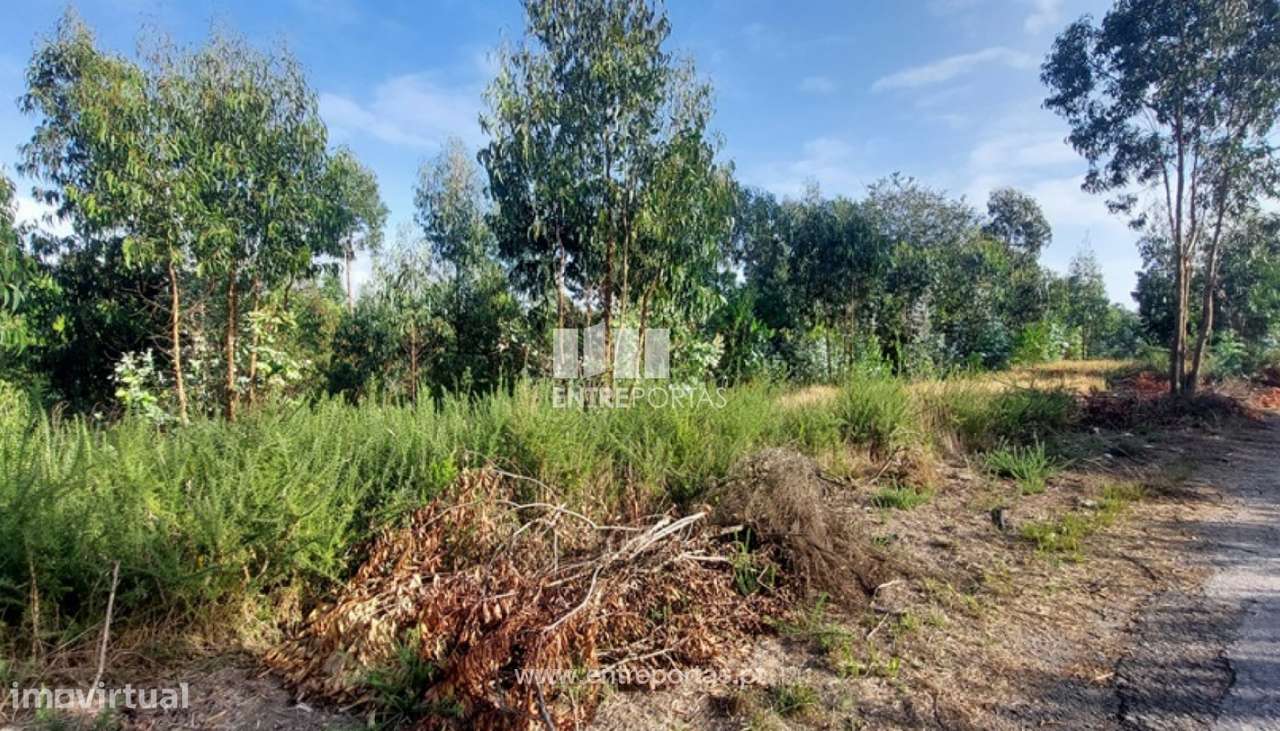 Venda de terreno florestal c/ 12000m², Vila Fria, Viana do Castelo - Grande imagem: 5/30