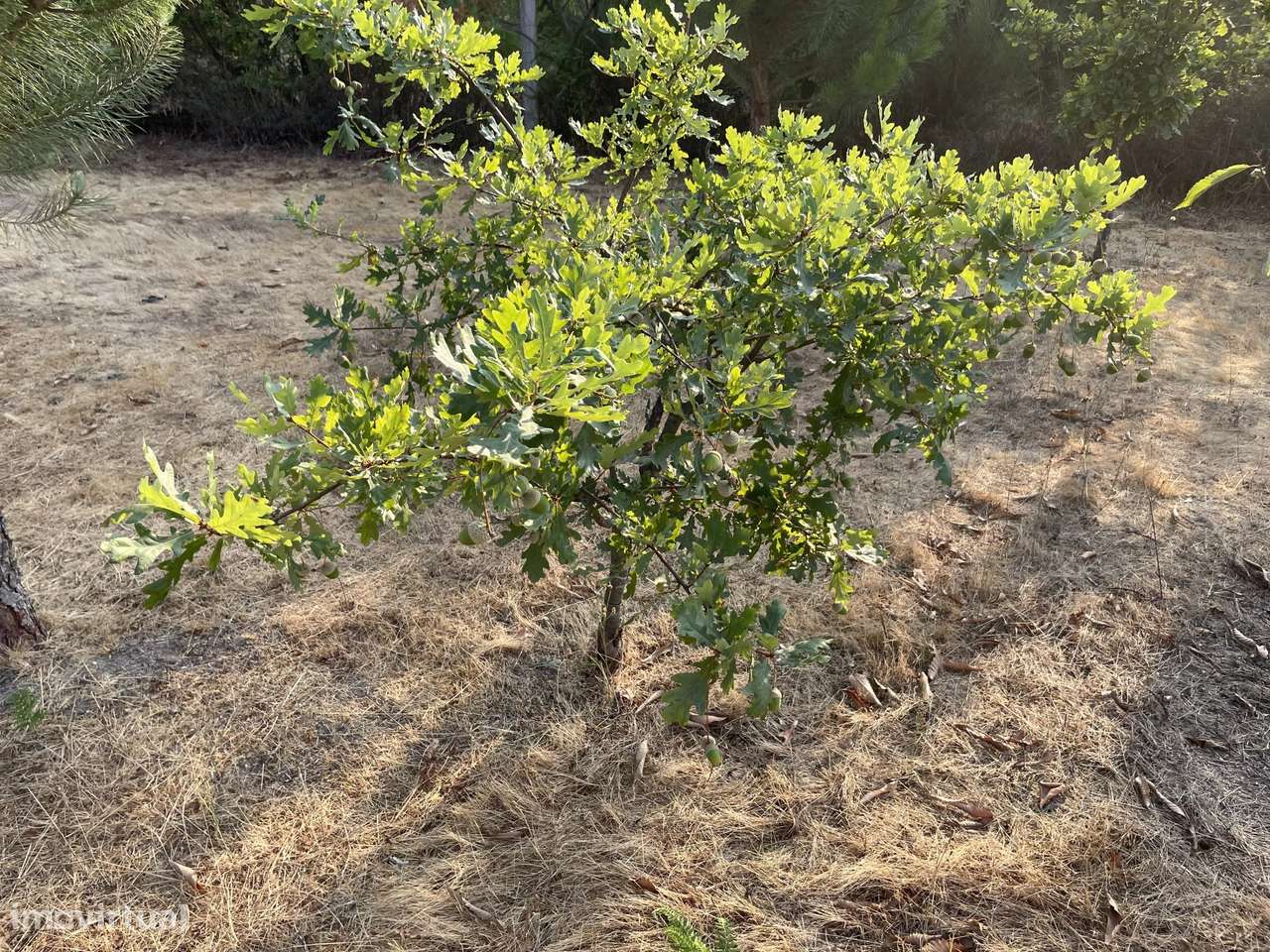 Terreno Agrícola para venda em Vila Verde, Seia - Grande imagem: 5/41