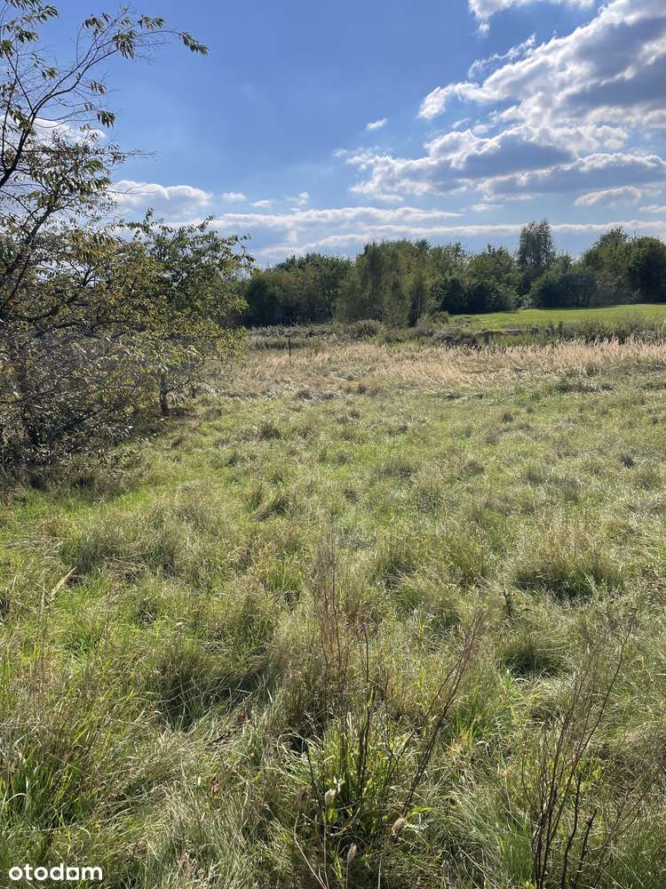 Działka 7025 m² blisko zalewu rybnickiego - Pełny obrazek: 4/4