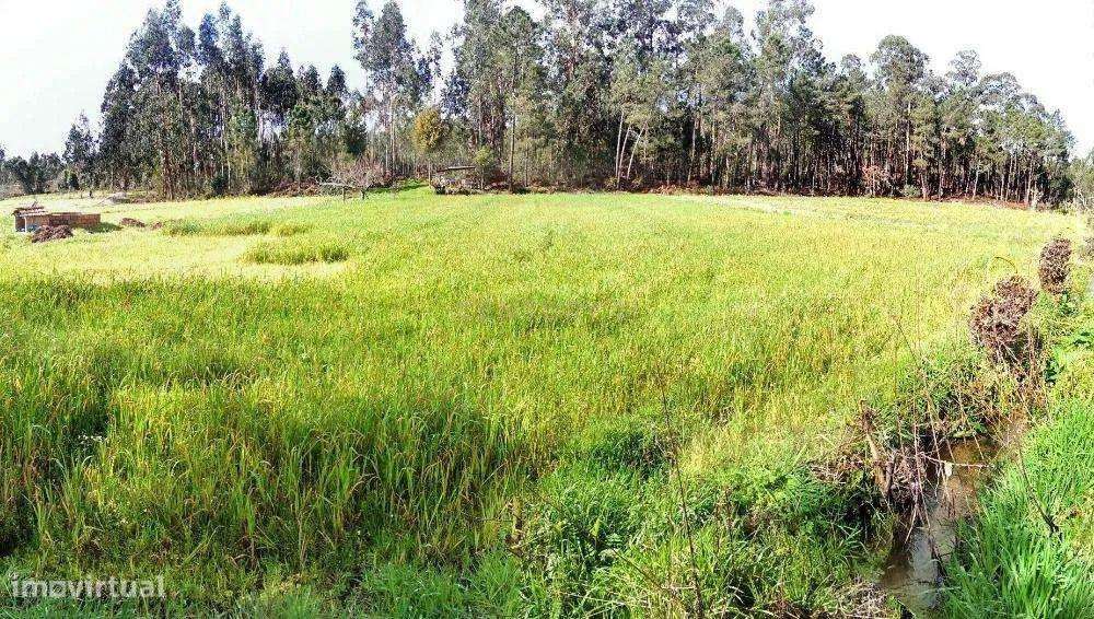 Terreno Rústico em Coimbra - Oportunidade Única por 2900€ - Grande imagem: 2/7