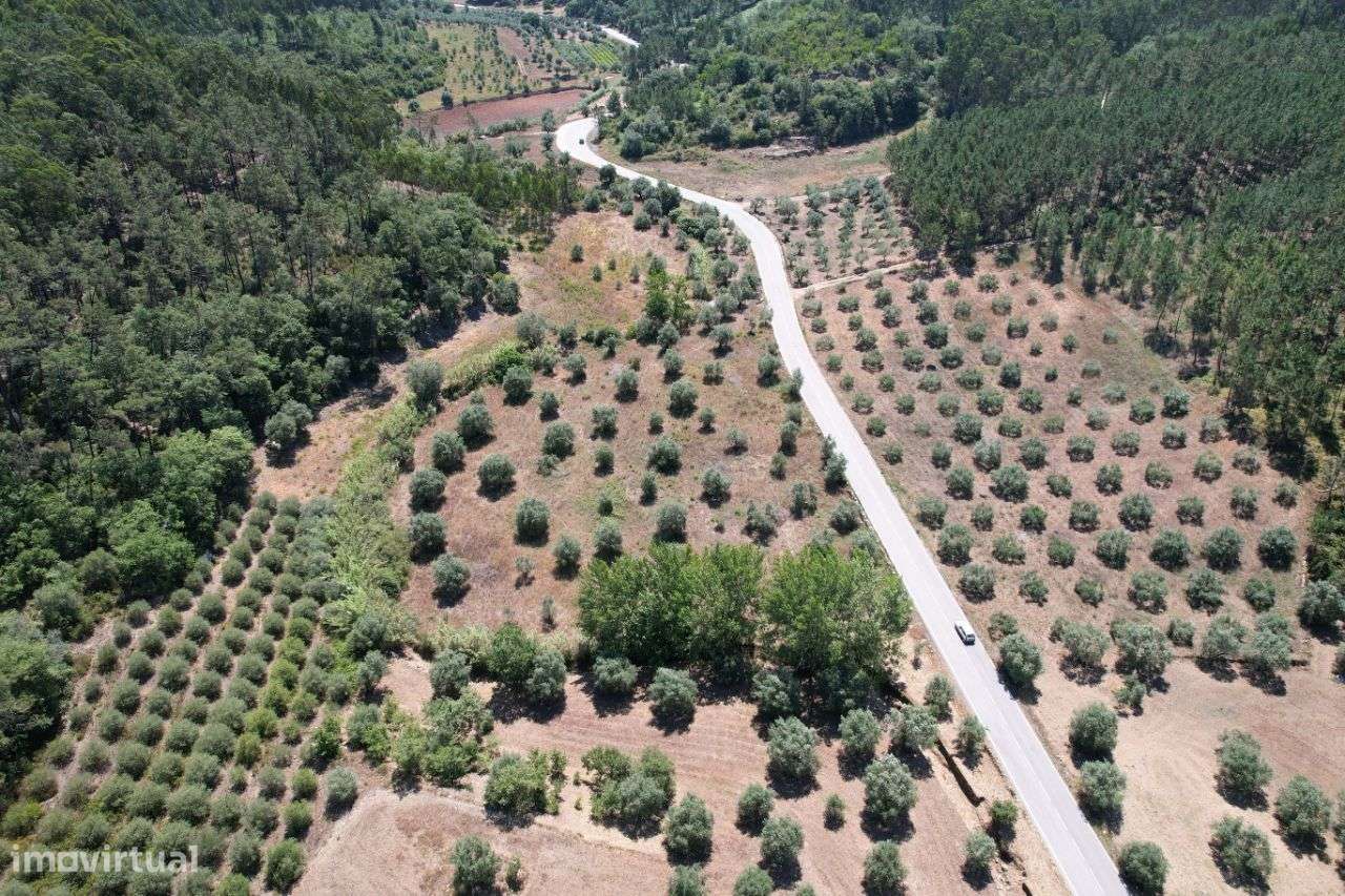 Terreno com oliveiras - Grande imagem: 4/14