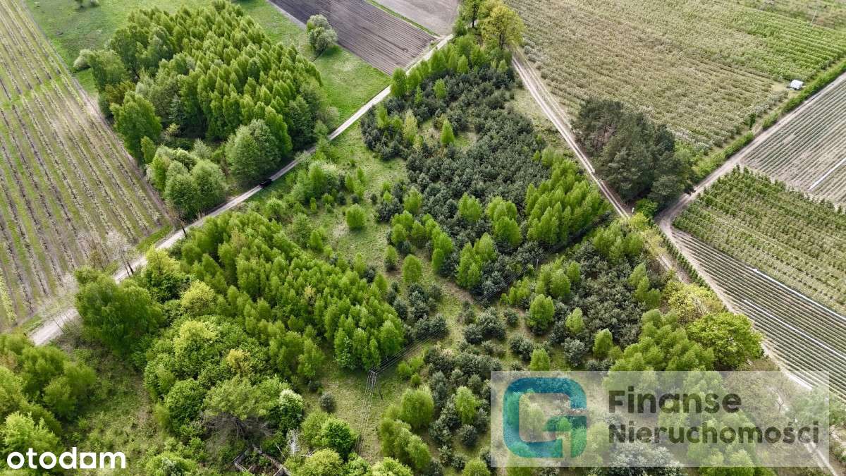 Zielona działka z możliwościami – Wola Chojnata - Pełny obrazek: 4/11