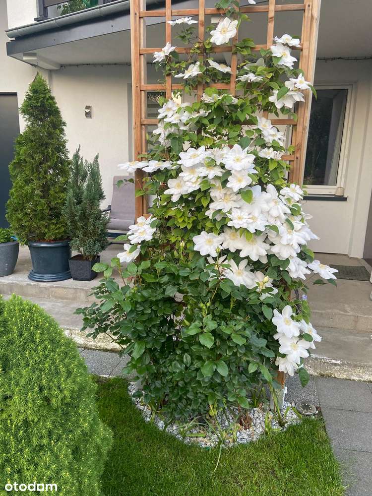 mały biały kameralny domek-16