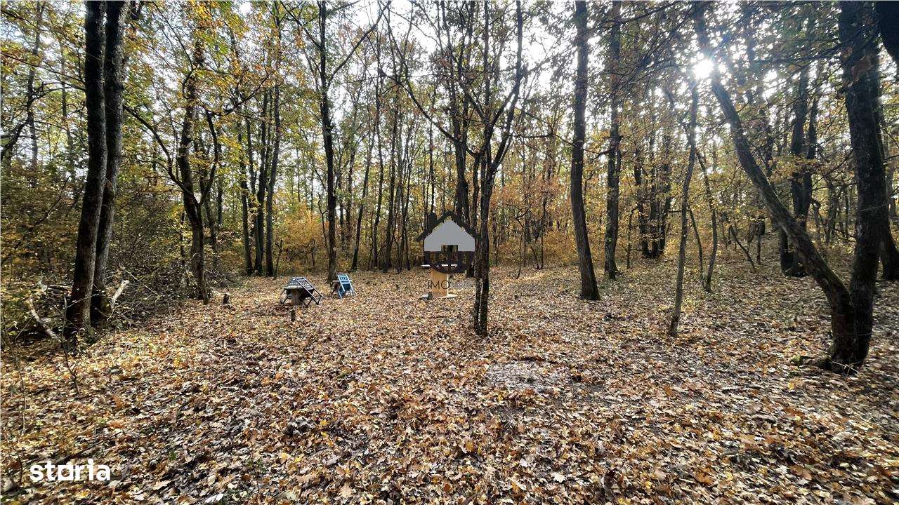 Parcele de Padure in Salciua Noua, Herneacova - Imagine principală: 4/13