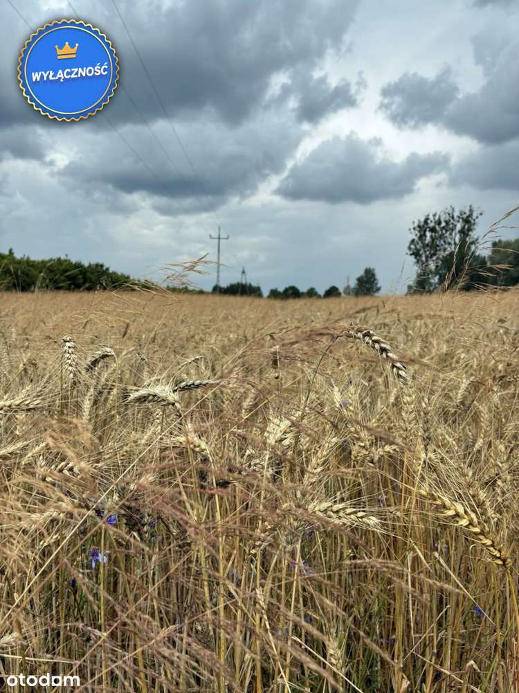 Duża działka - wydane warunki zabudowy - 1,93 Ha - Pełny obrazek: 4/7