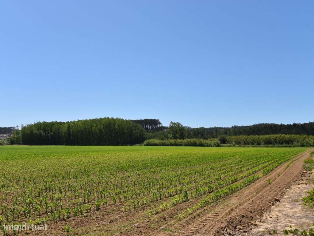 Terreno Agrícola em Leiria de 56.000 m2 (Campos do LIs) - Grande imagem: 5/10
