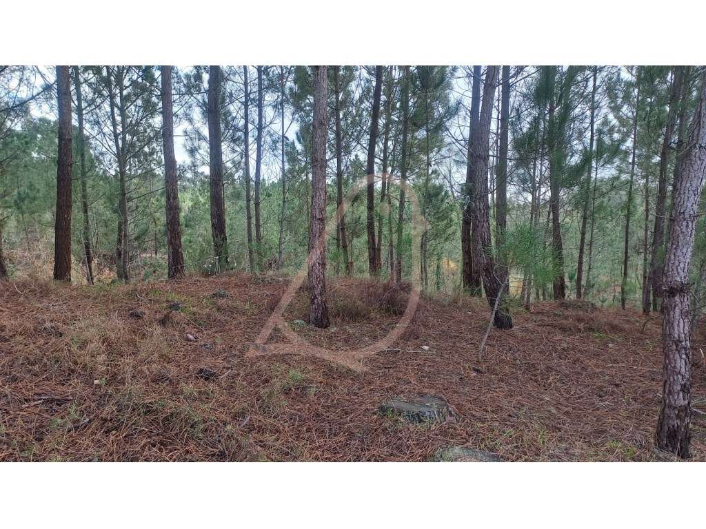 Terreno , terreno para construção - Grande imagem: 5/8