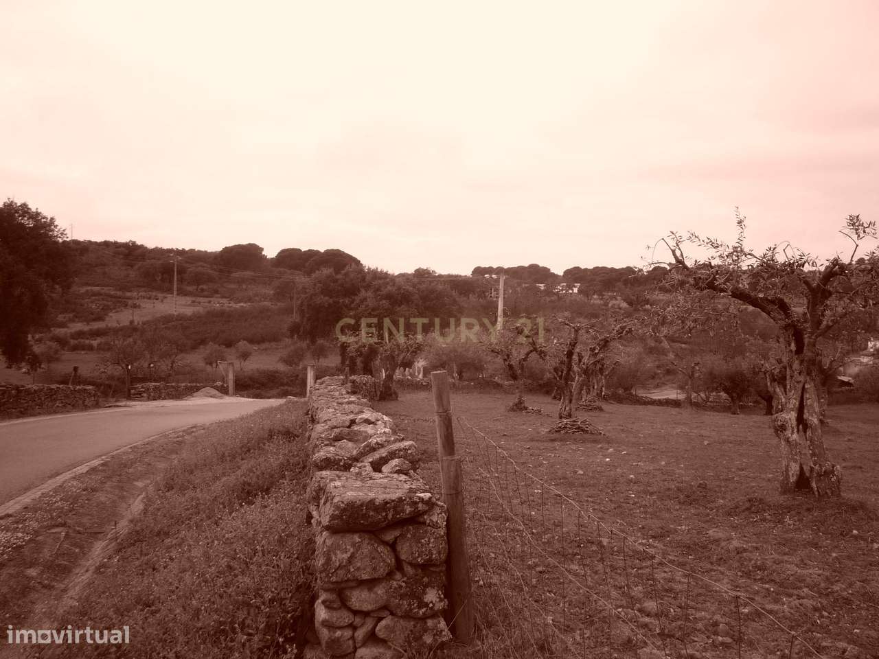 Terreno Rústico com Olival - Grande imagem: 3/4