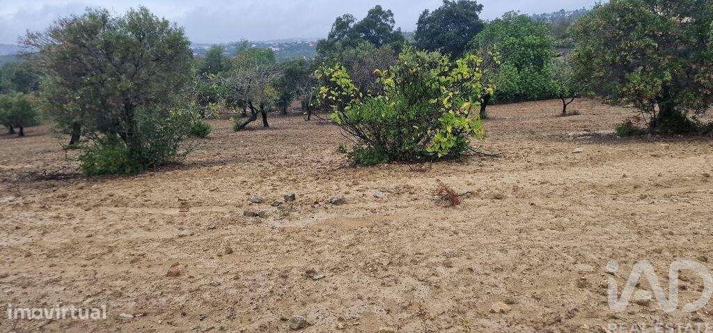 Terreno Agrícola em São Brás de Alportel de 3400,00 m2 - Grande imagem: 3/7