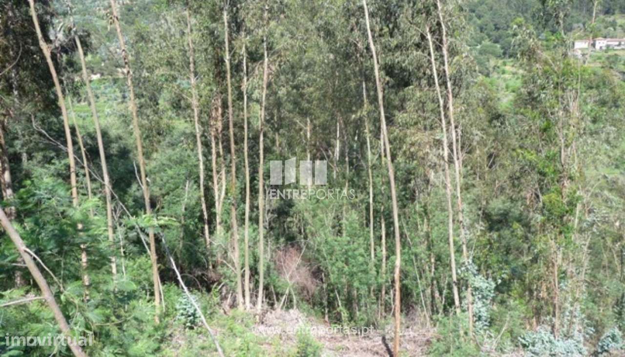 Venda Terreno, Ancede, Baião - Grande imagem: 5/9