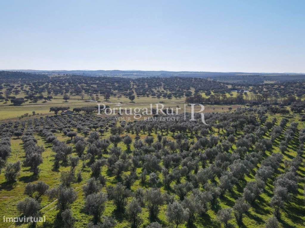 Herdade de 18 hectares perto de Estremoz-27