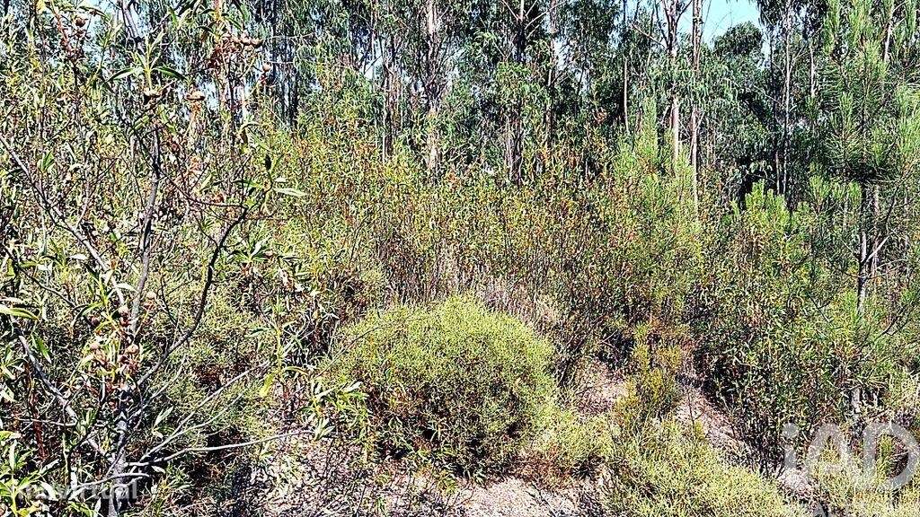Terreno Agrícola em Mação, Penhascoso e Aboboreira - Grande imagem: 3/6