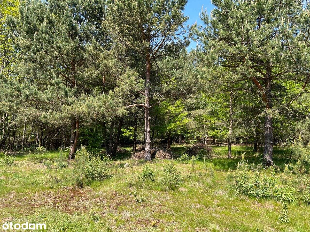 Piękna działka ze stajnią z możliwością adaptacji! - Pełny obrazek: 4/6