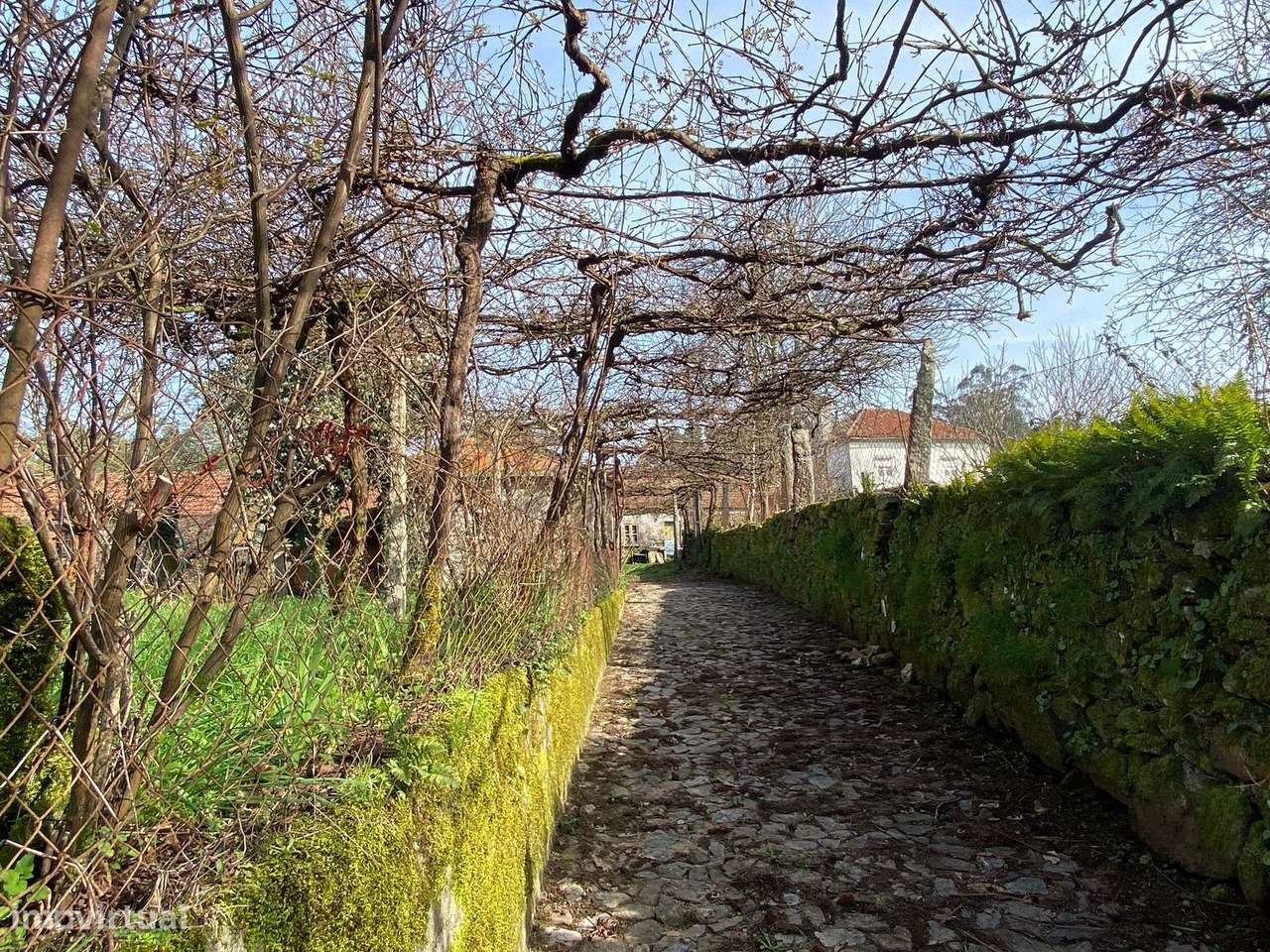 Quintinha com moradia em pedra para restauro com 2.000m2 de terreno. - Grande imagem: 2/19