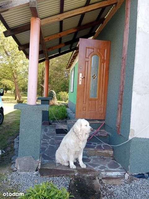 Dwa domy na dużej działce – Zaróg - Koniecpol-5