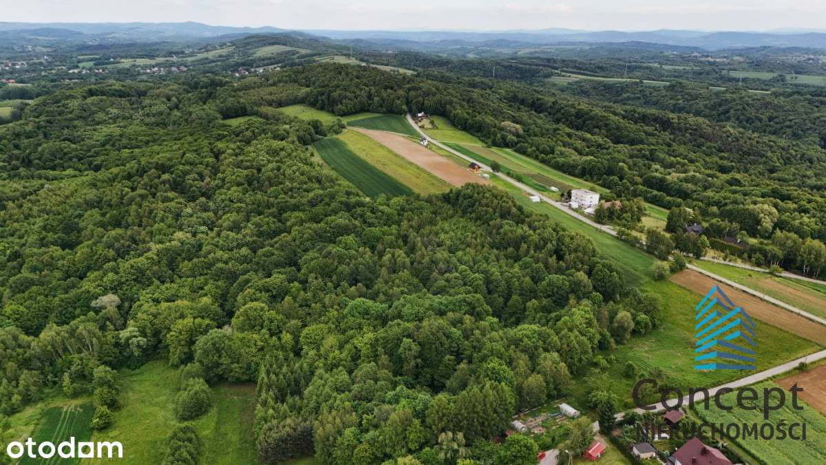 Las NA Sprzedaż – Porąbka Uszewska, 62 ary - Pełny obrazek: 5/6