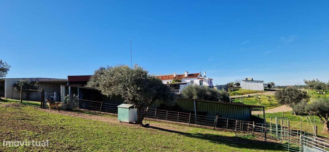 Herdade de 62 Hectares no Coração do Alentejo – Évora  - Agricultura --25