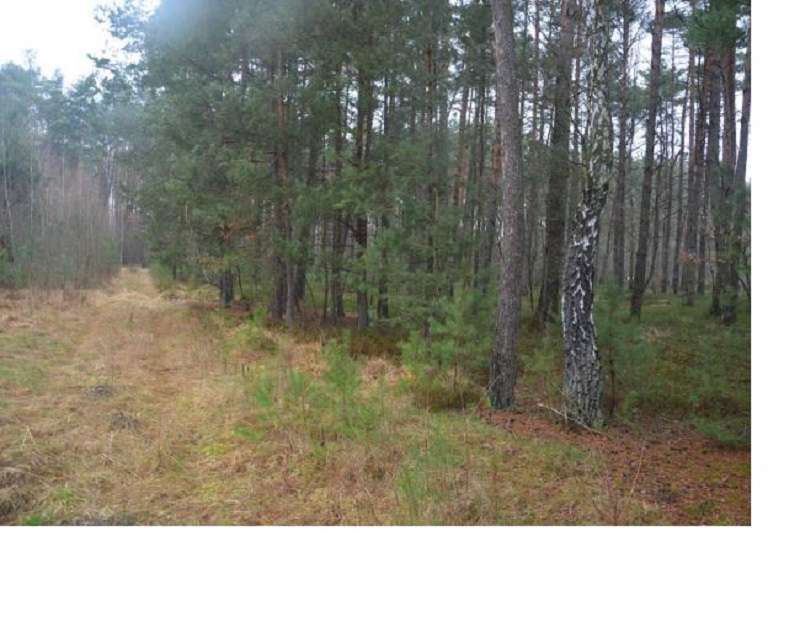 Działka 7100 m2, , Bartniki,  gm. Puszcza Mariańska, woj. mazowieckie - Pełny obrazek: 5/10