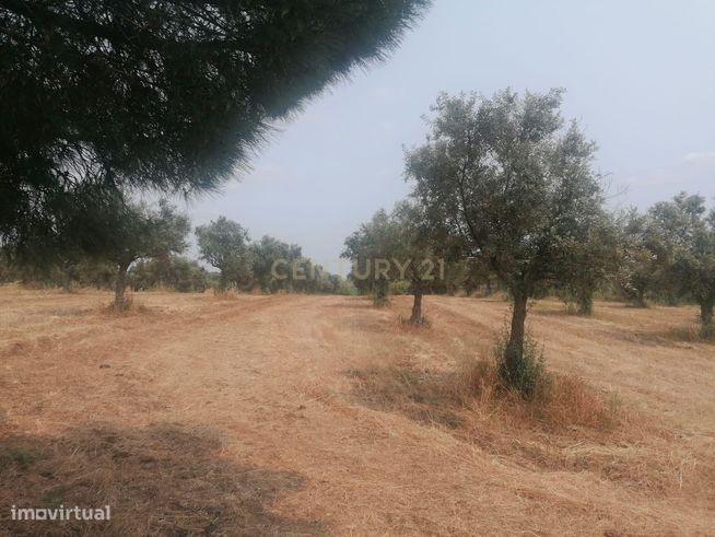 Terreno/Olival  de 11.700 m2 , com Casa para recuperar,  Olival tradic-25