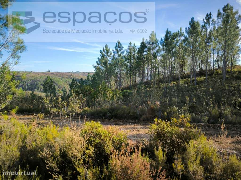 Terreno Rústico - Cerejeira - Grande imagem: 2/4