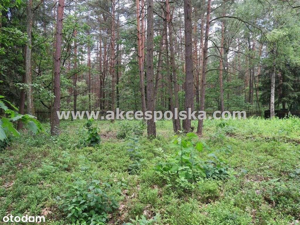 działka z aktualną Wz i starodrzewem-4