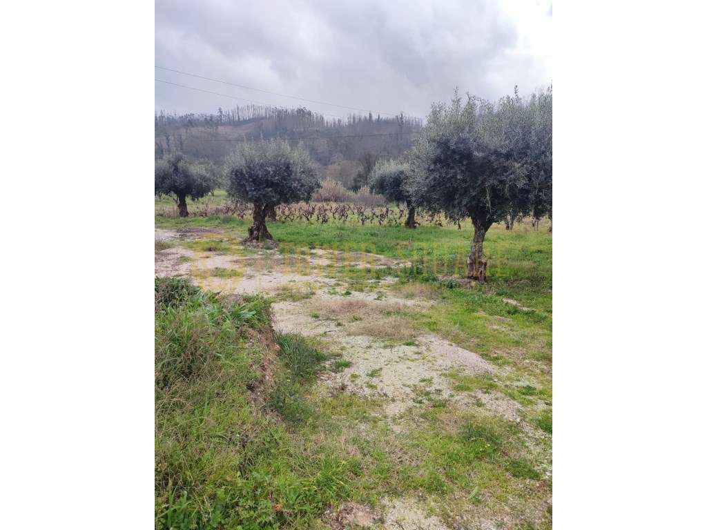 Terreno para Construção - Portela da Mata - Grande imagem: 4/5