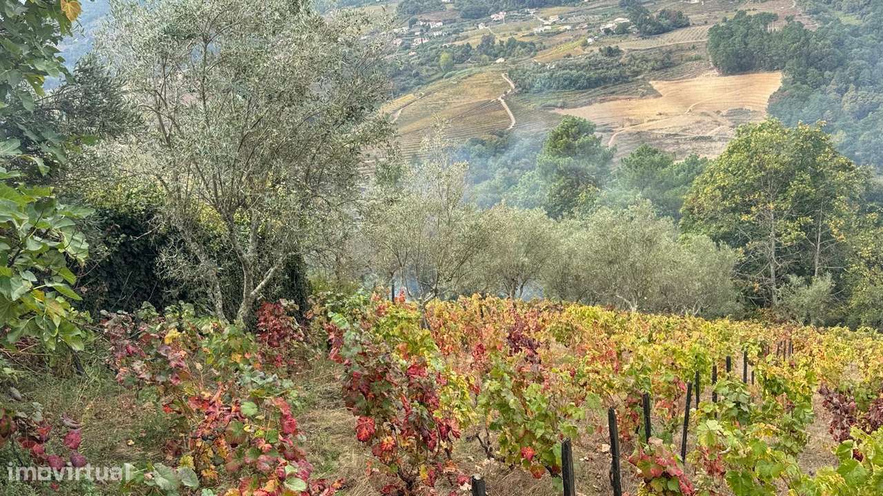 Quinta do Prado em Moura Morta, Régua-7