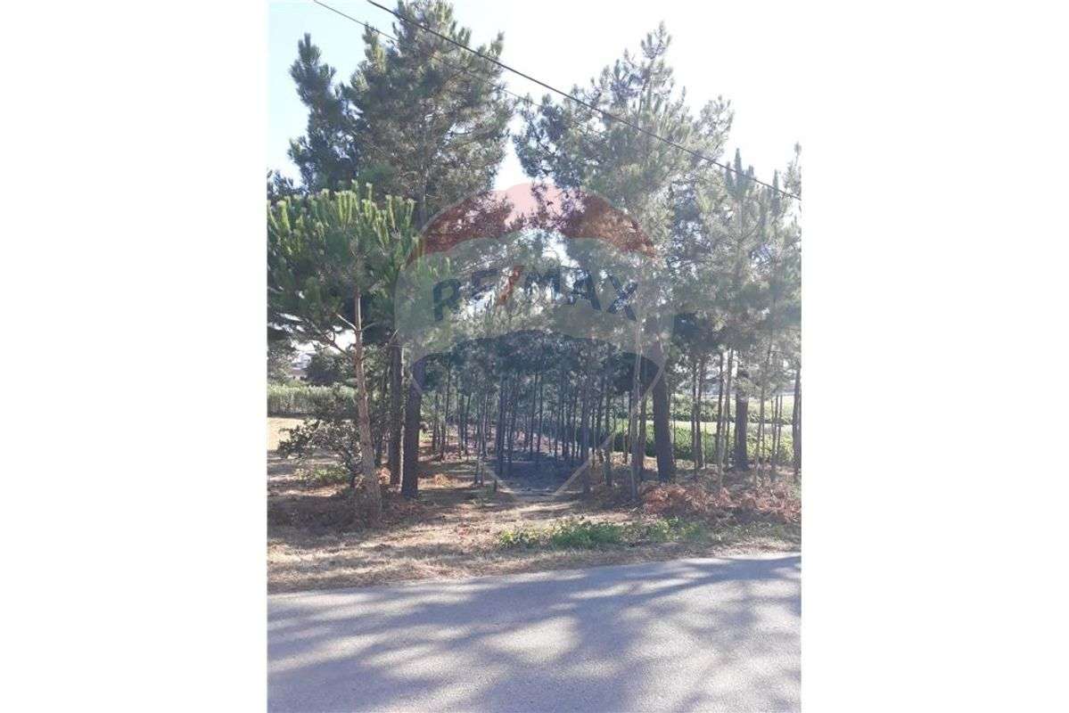 Terreno na Maceira - Grande imagem: 3/3